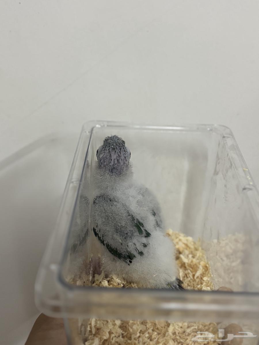 فرخ كنيور تم البيع64561517305473113