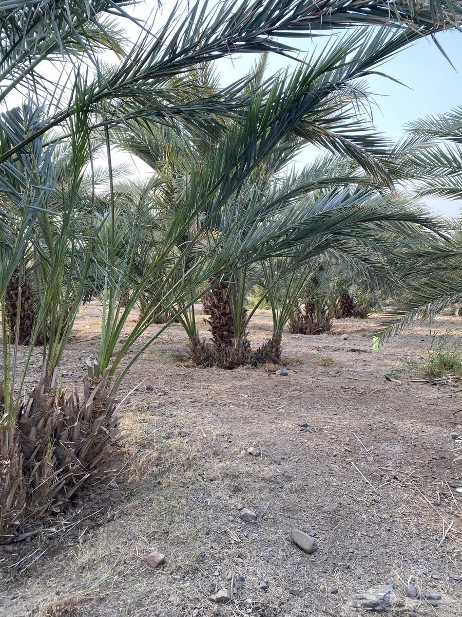 اصنا عجوى للبيع64559309161347111