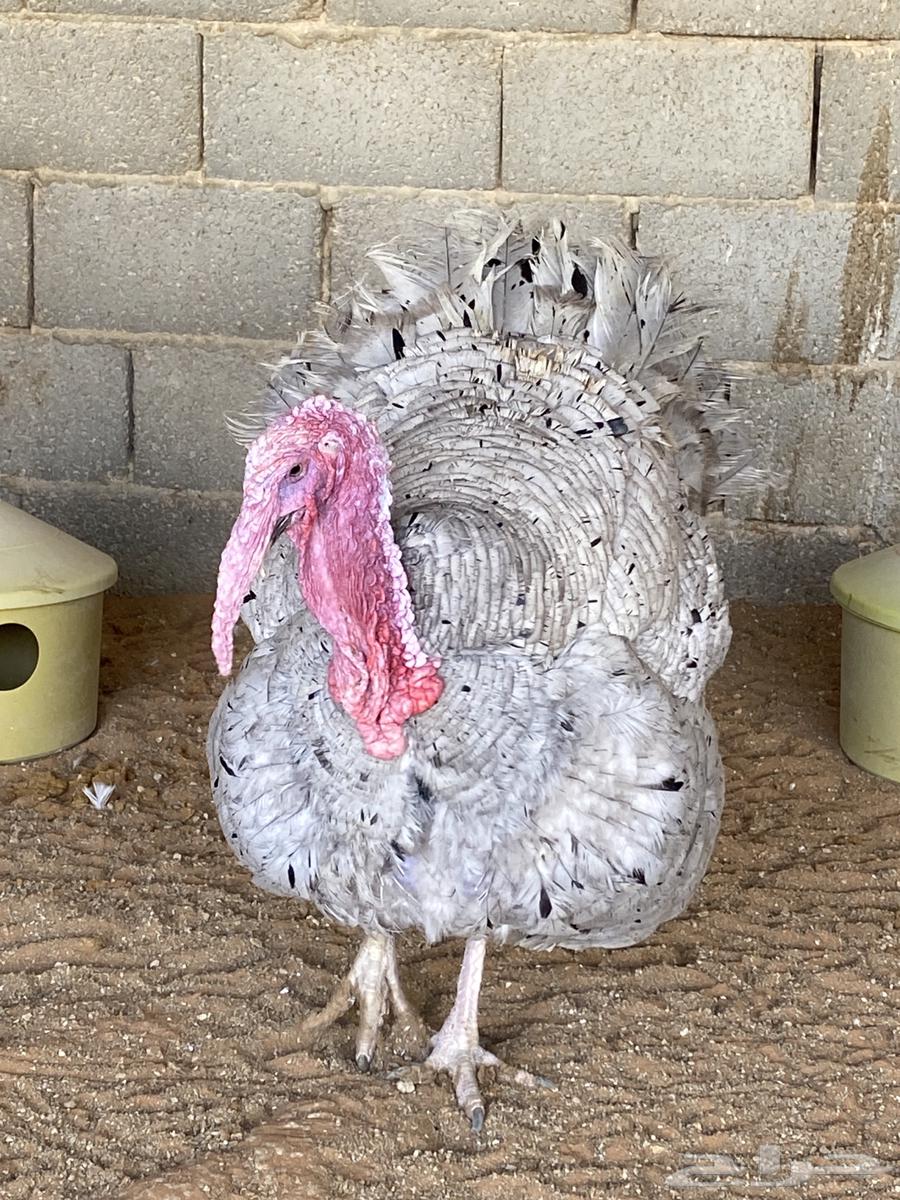 Turkeys available for slaughter64555447104899112