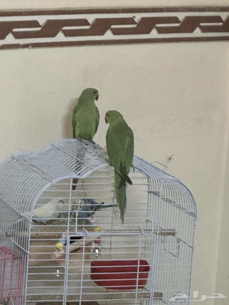 طيور الدره اثنين64556568008705110