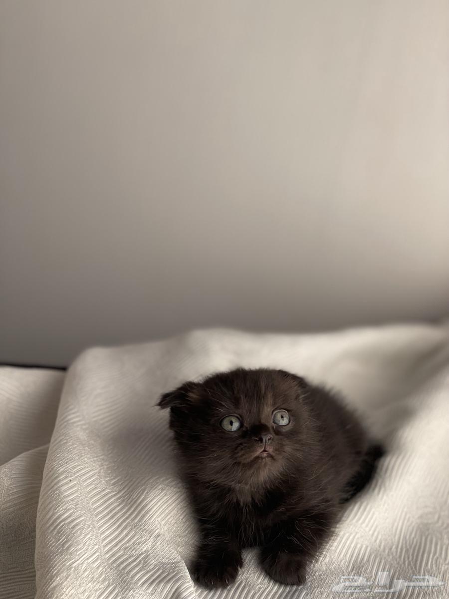 Scotch for sale64552177634946111