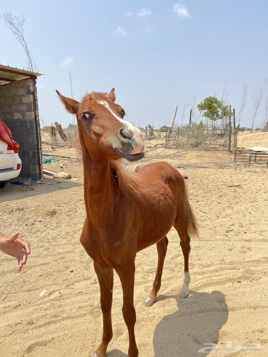 مهره شعبية عمرها 6 شهور تقريبا64542175823619111