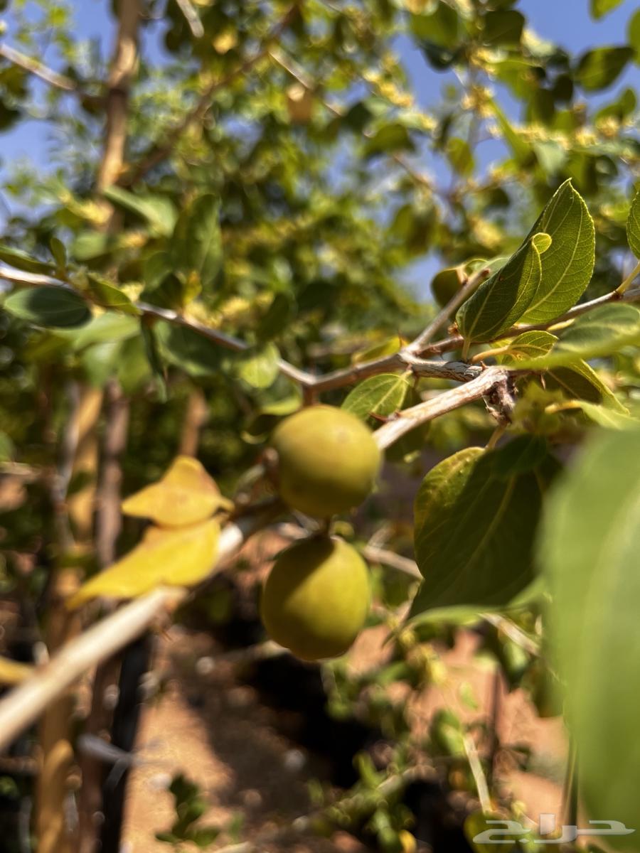 Local Sidr Trees, African Acacia, Other Trees64561740637058113