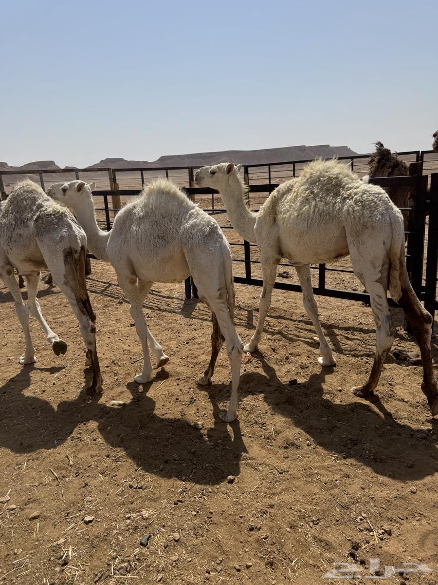 Stuff for sale, all sitting64562361808257114