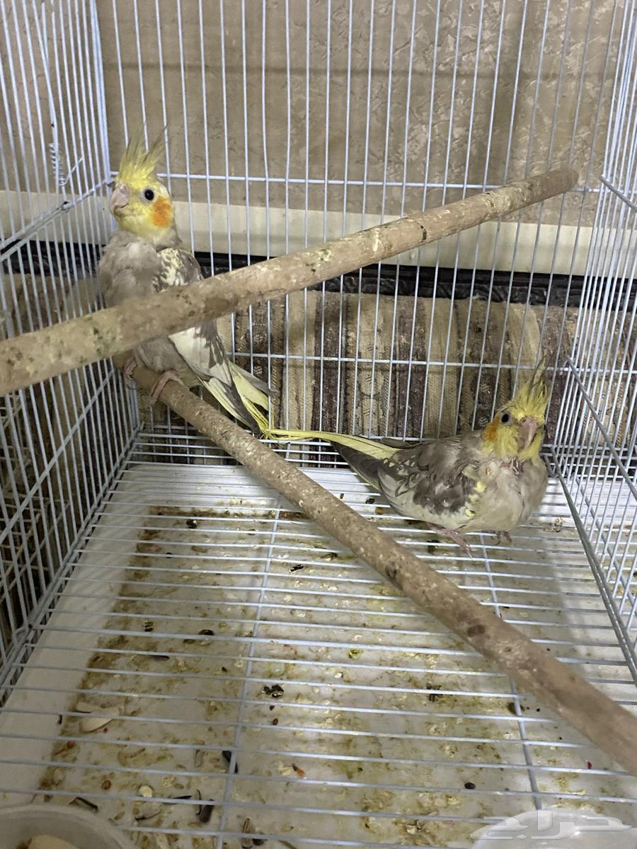 Crow64561517342467110