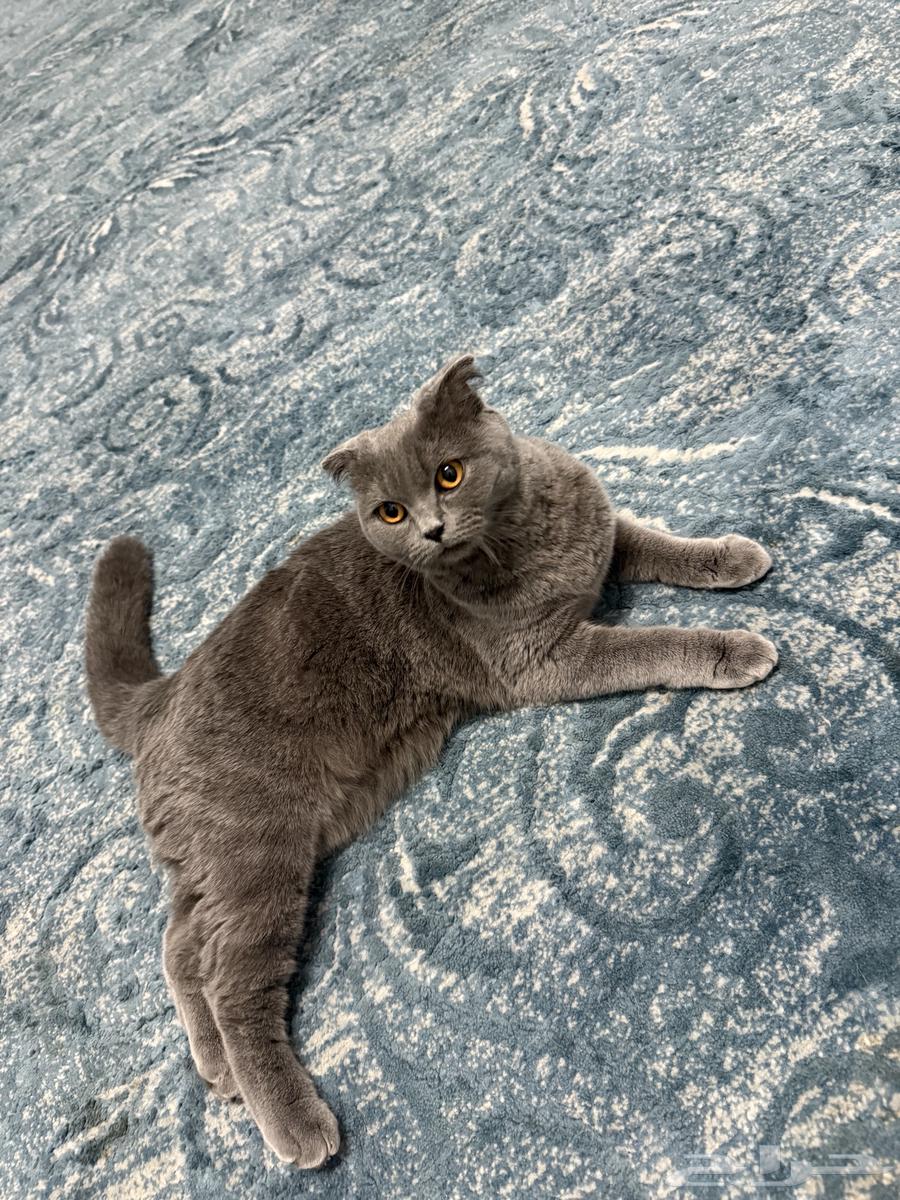 قطة سكوتش فولد للبيع64556860905090110