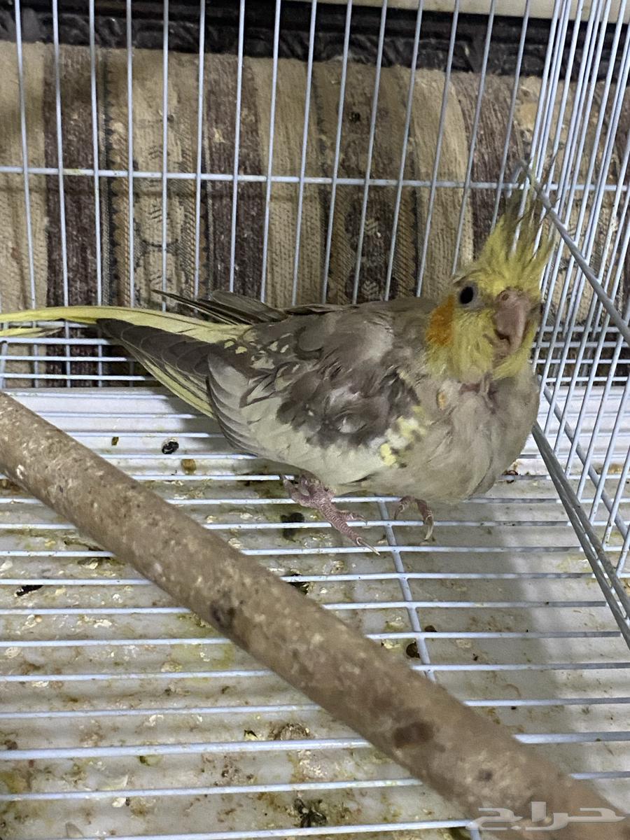 Crow64561517342467112