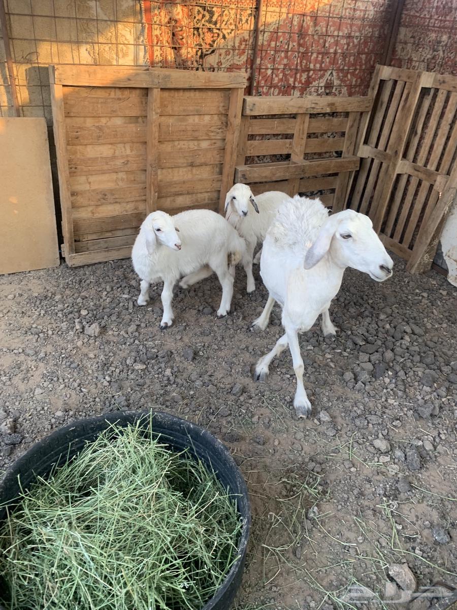 A sheep with two lambs64555545956226110