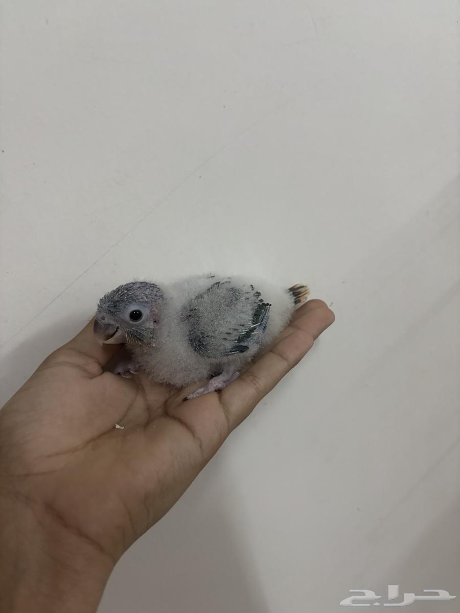 فرخ كنيور تم البيع64561517305473110