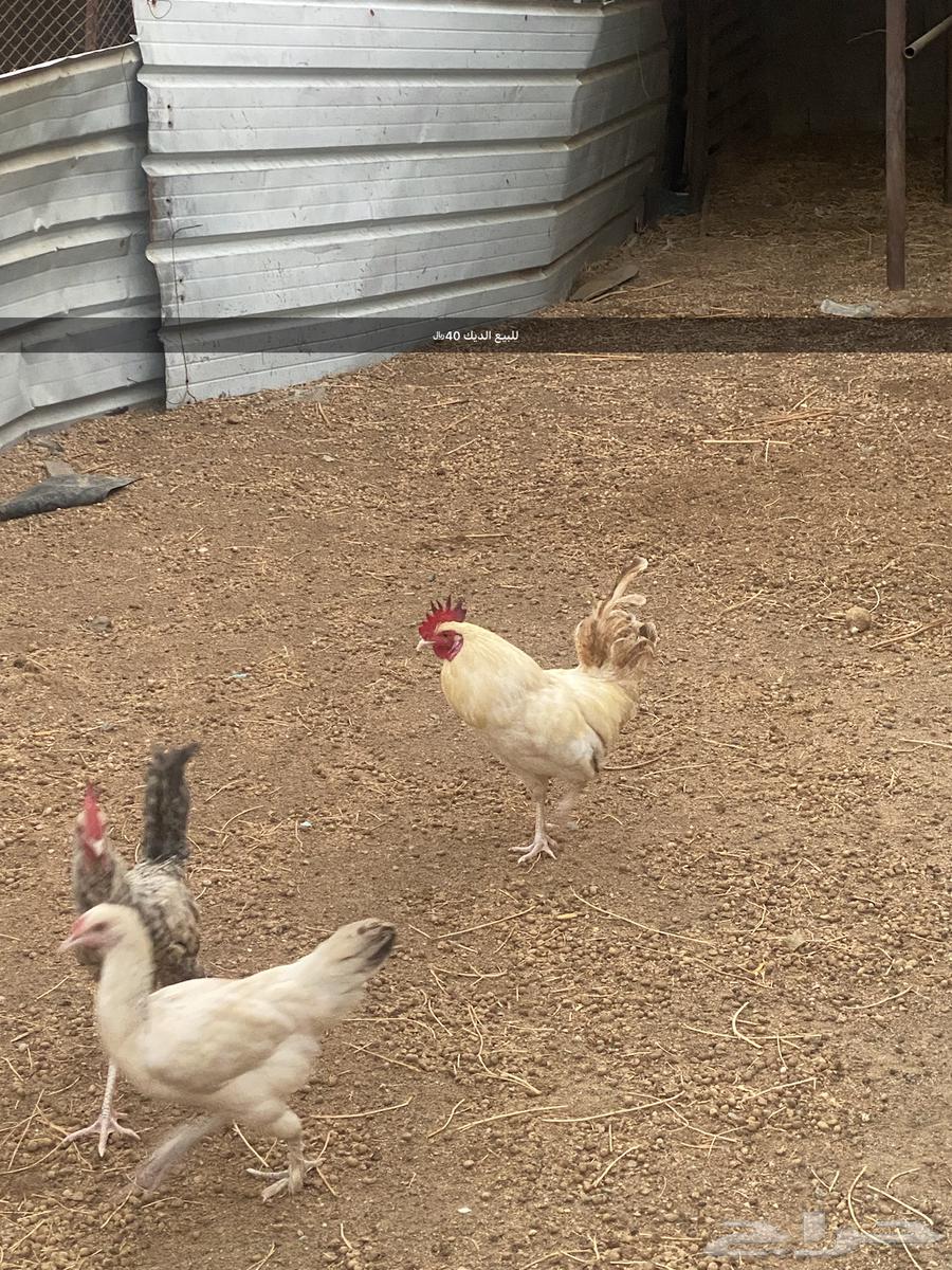 مكه حي الفيصل64554774464385110