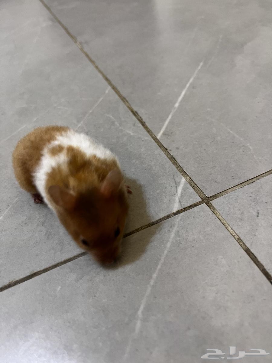 Syrian Hamsters64562290892034112