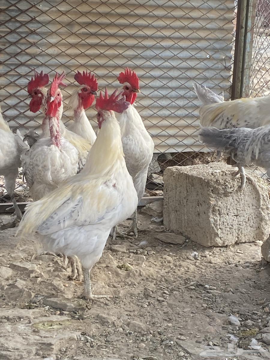 ديوك فيومي مسامير64558003960963111