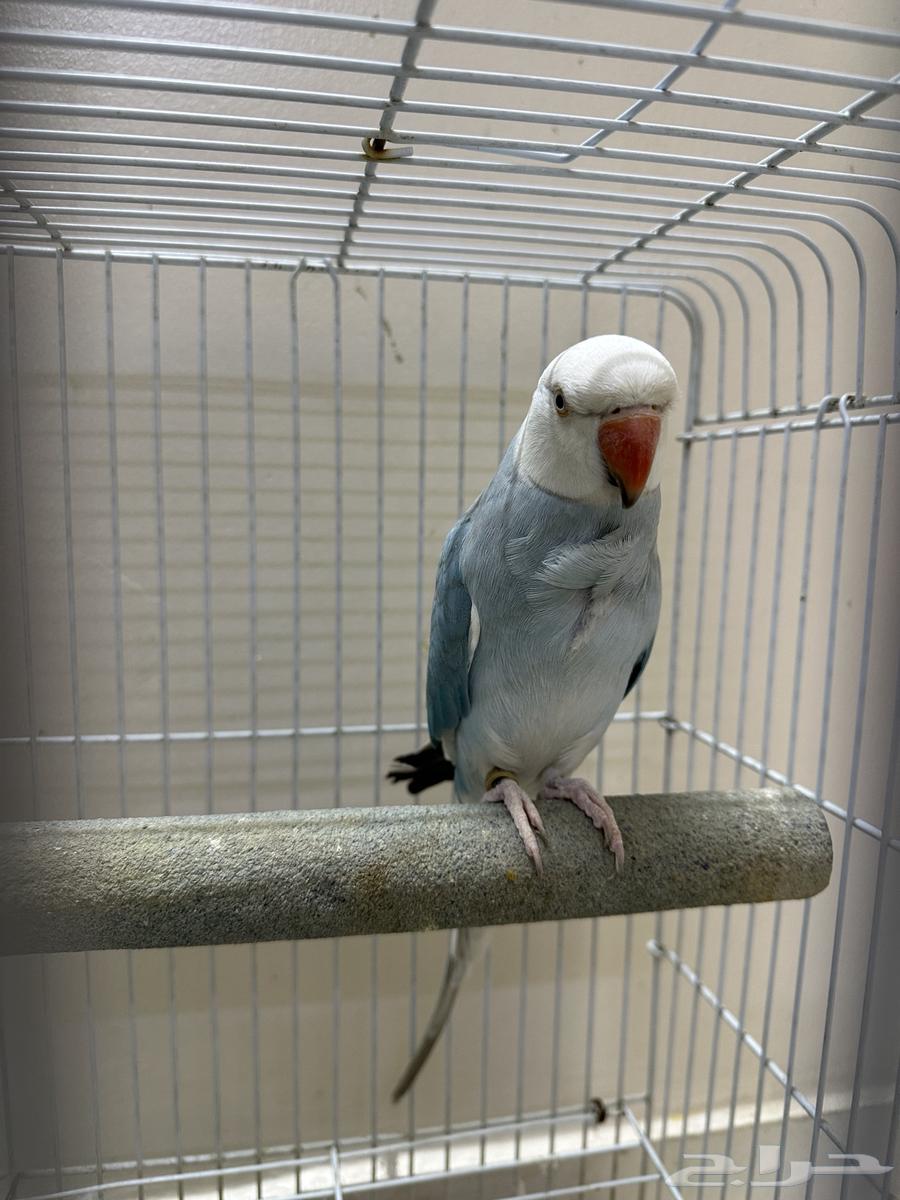 دره كلير هيد كلير تيل متكلم64559421686529114