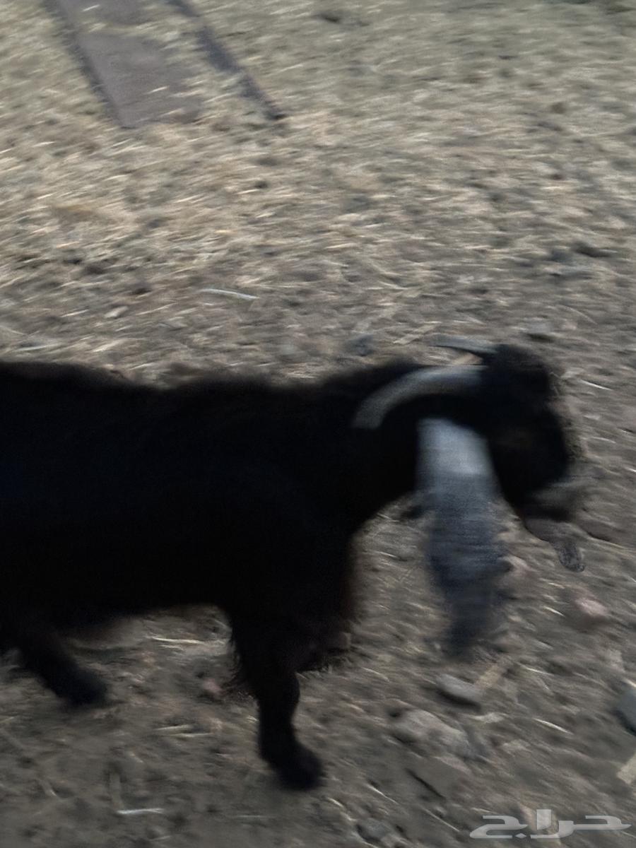 للبيع تيوس عوارض64560782103810110