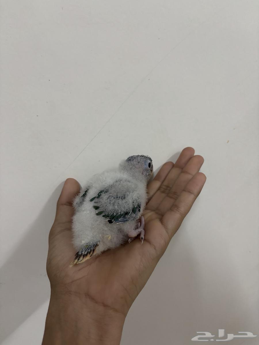 فرخ كنيور تم البيع64561517305473111