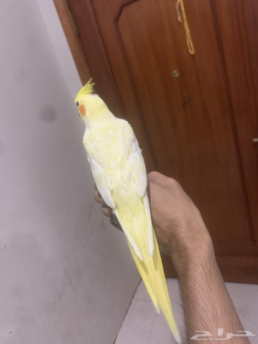 طير كروان لاتينو تم البيع64555222075522111