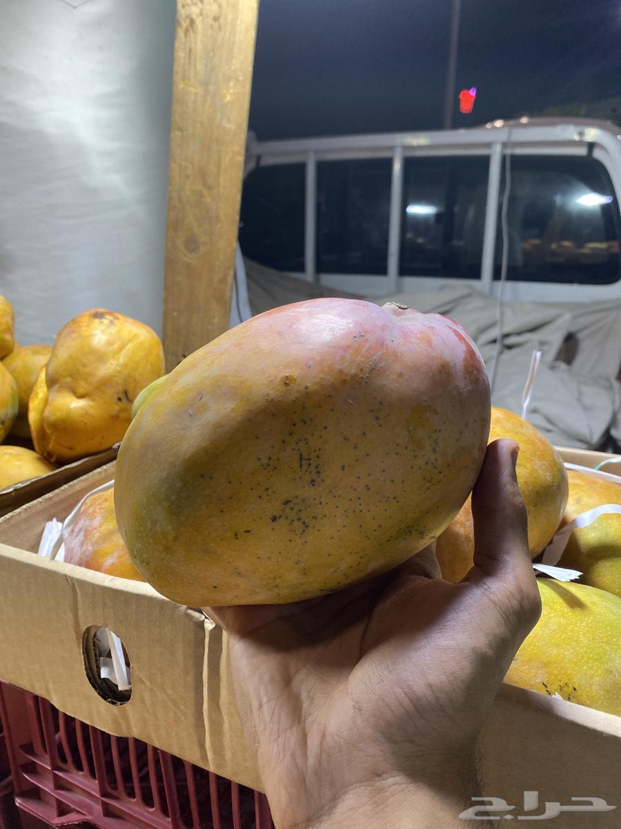 رمان طايفي ومنقاء جيزان64560544504705110