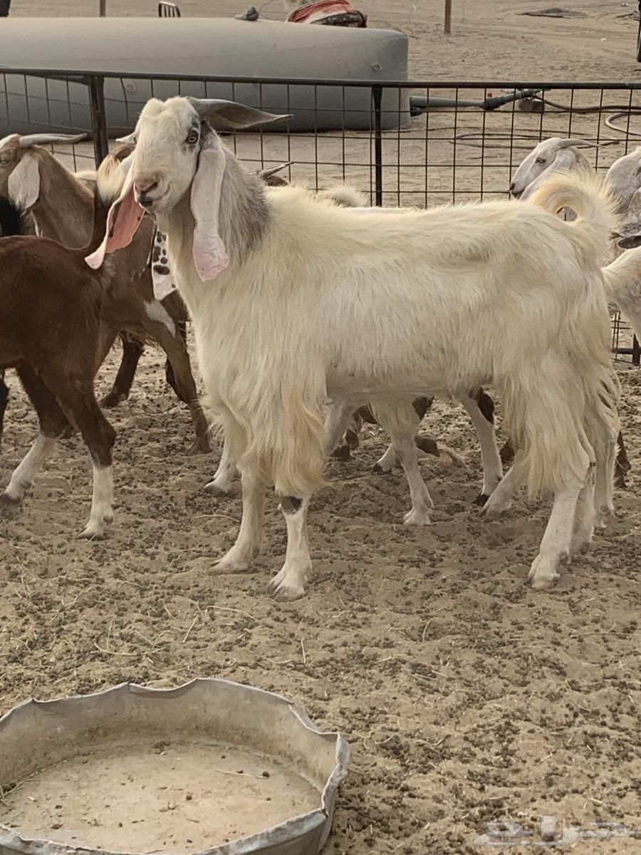 للبيع غنم حريات معزا مصريات( تم البيع64554662597505110