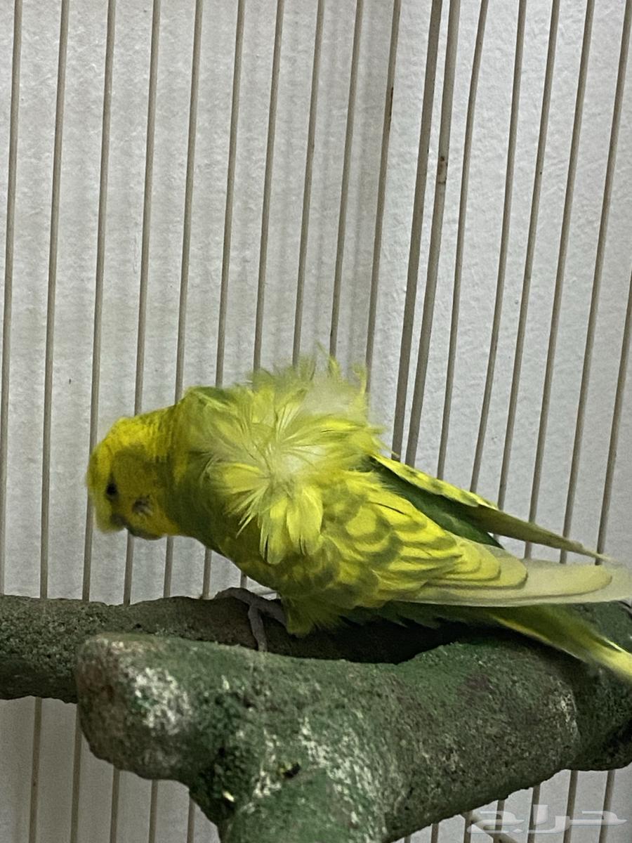 باجي هوقو64556706955778111