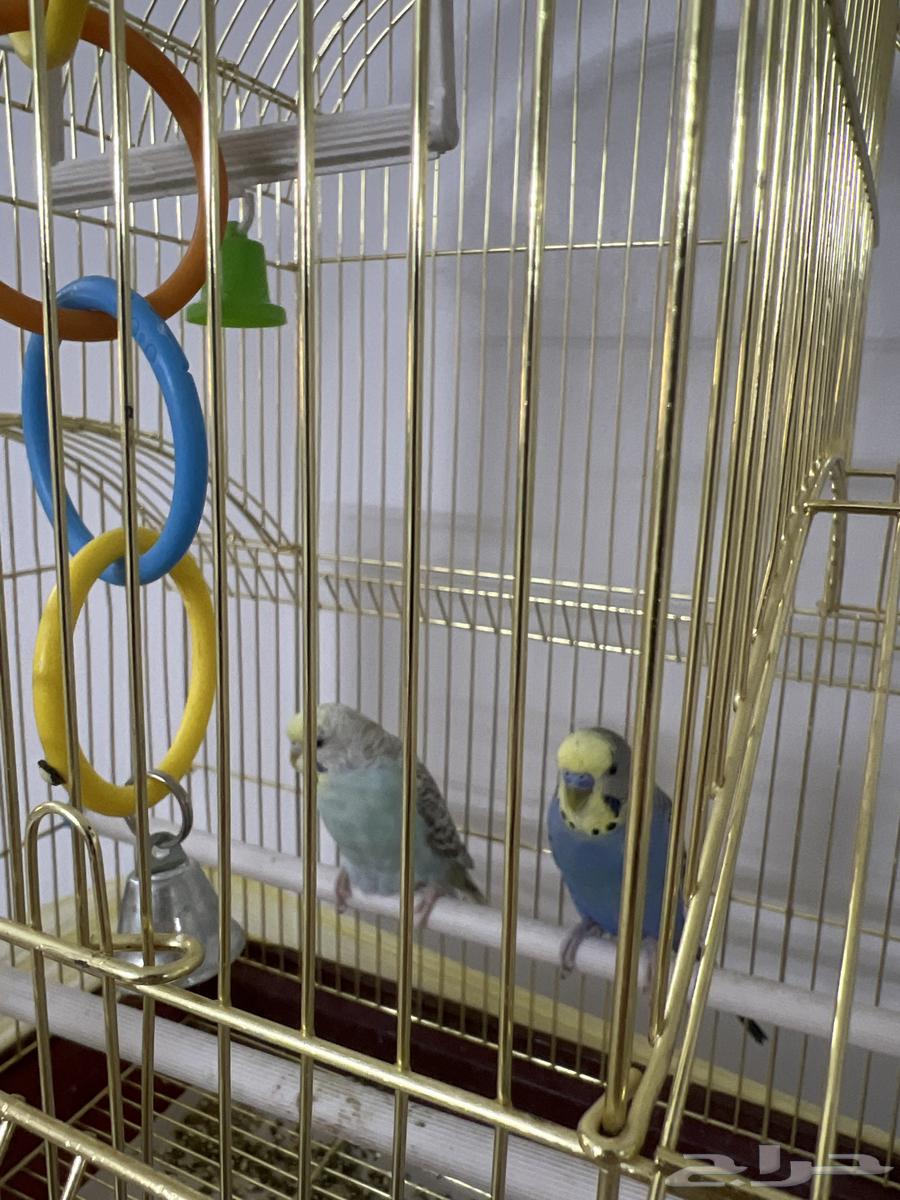 طيور للبيع صحتهم ممتازه مع القفص64558544582274110