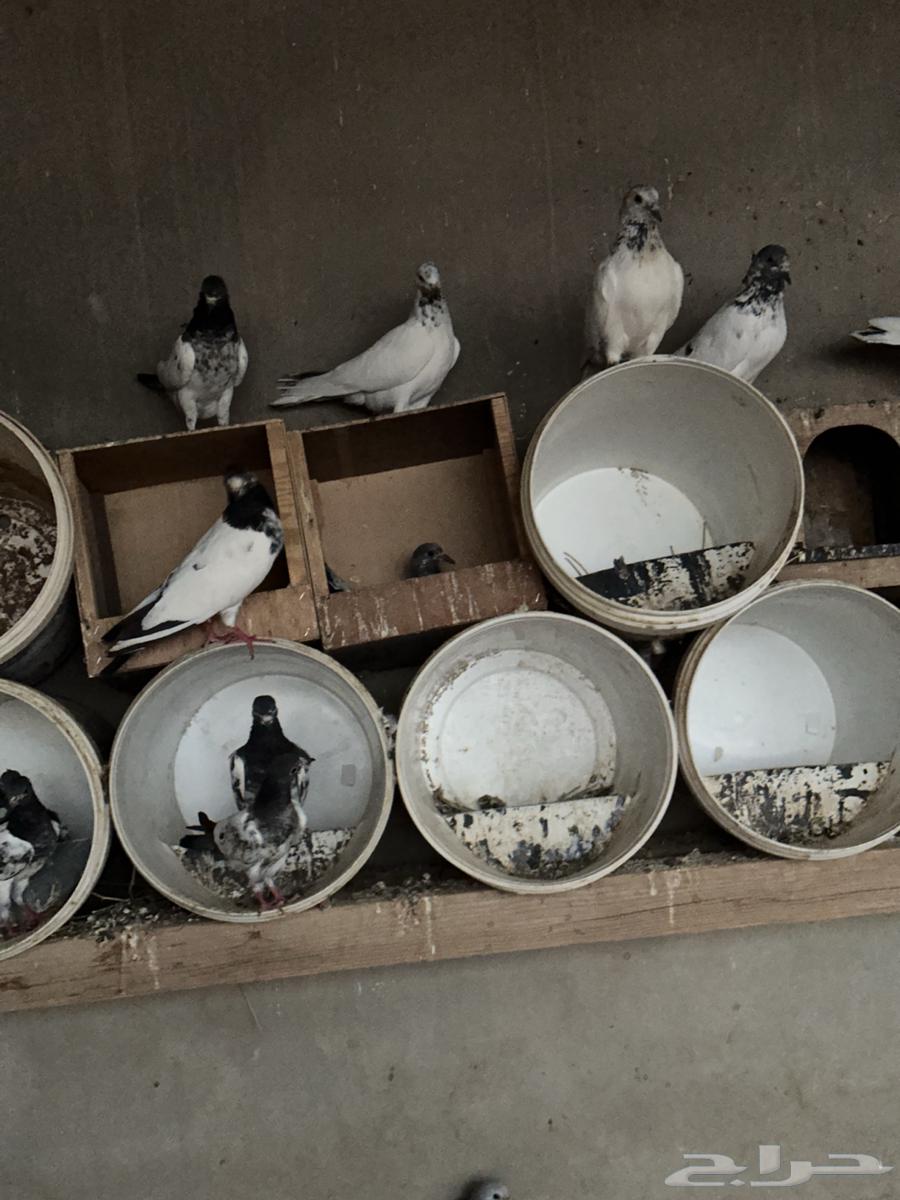 للبيع حمام هنديات64559449718019111