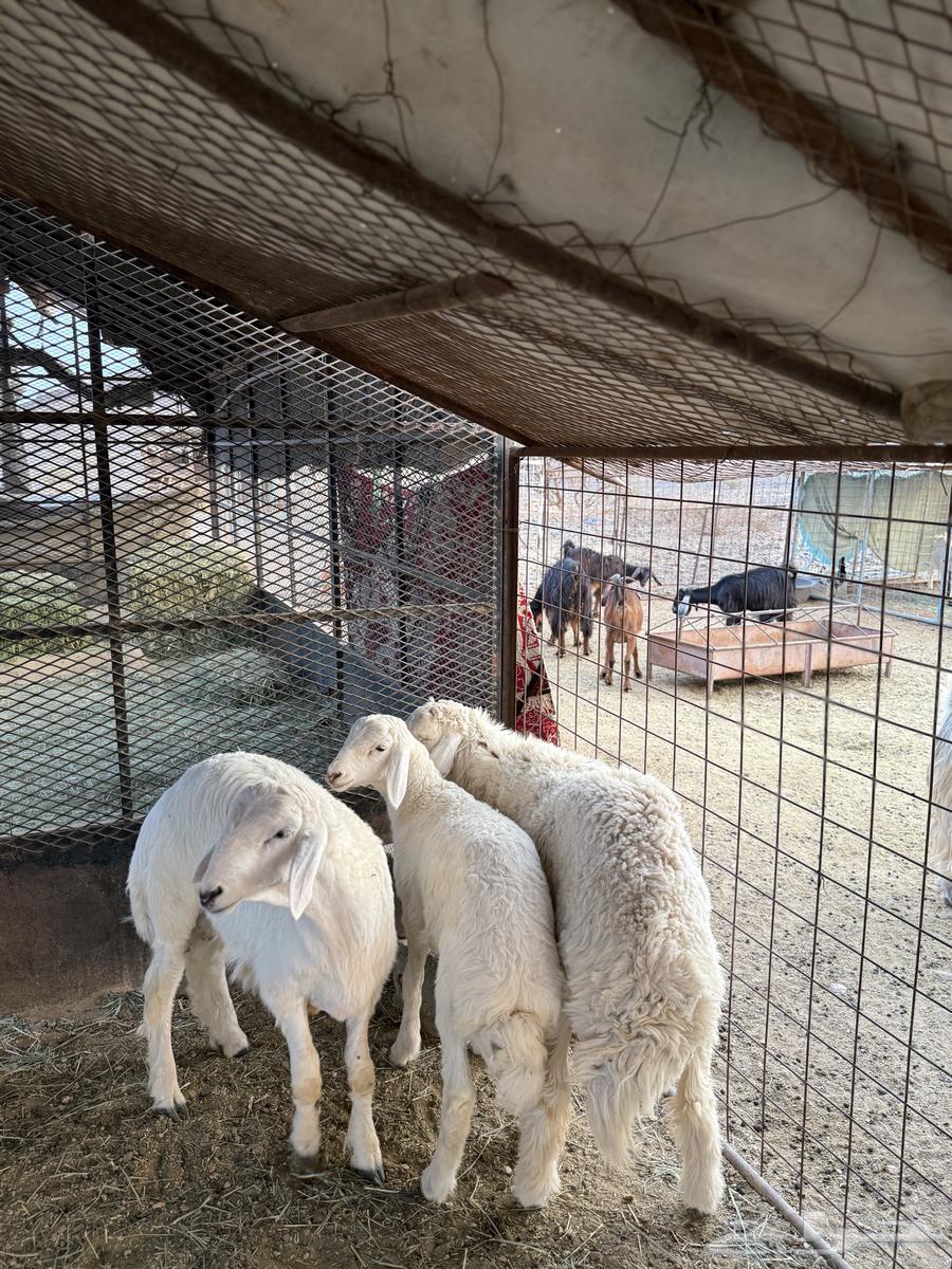 طليان ناهيه فل الفل64559168582914110