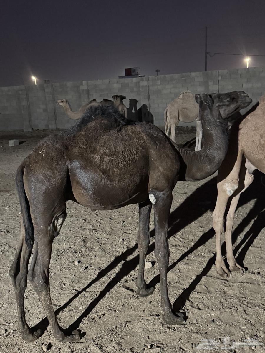 قعدان. للبيع على السوم. العمر. 8 شهور64559561900675110