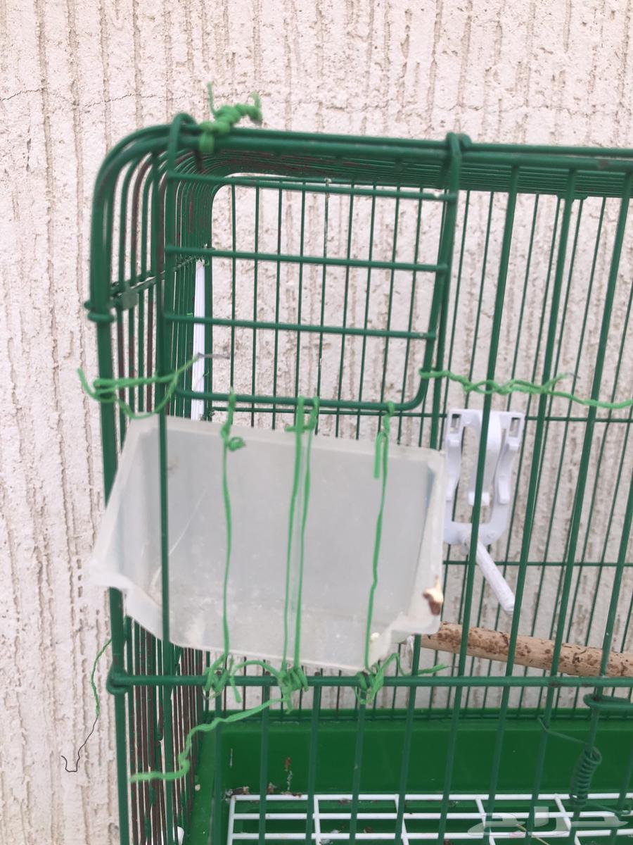 3 Cages64556945195138111