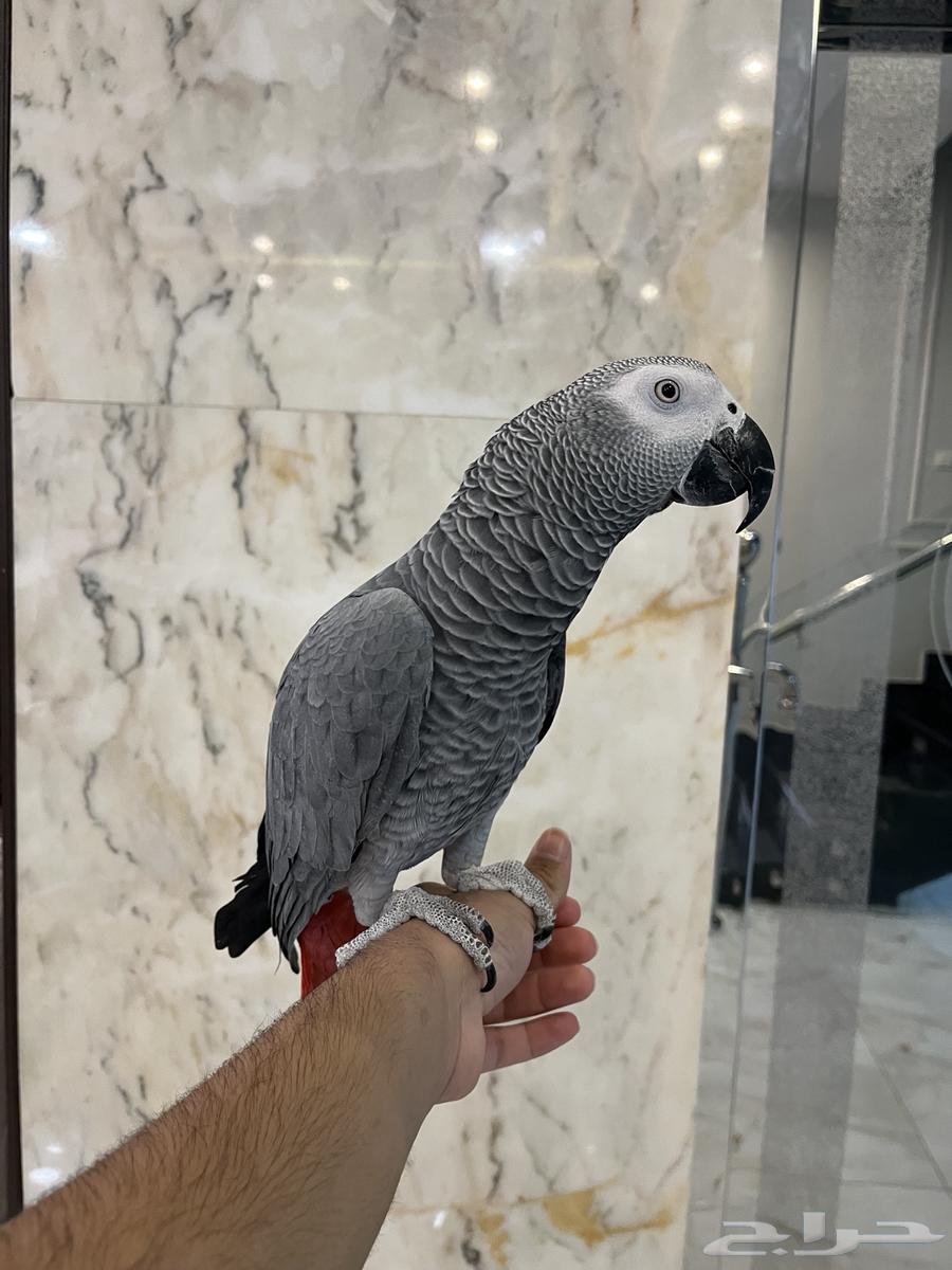 Talking and singing cage bird64558752793602110