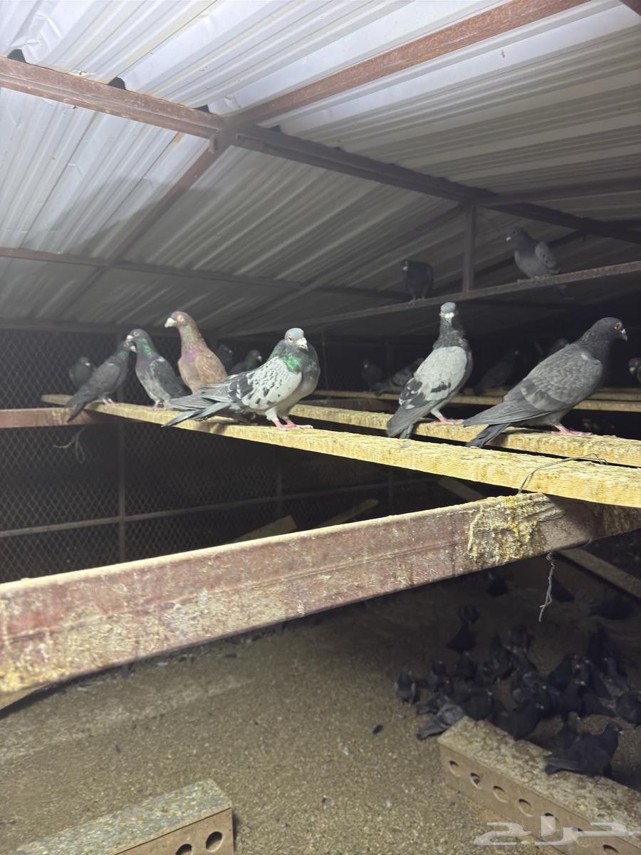 للبيع حمام زاجل لاهل الطيور والمرابط64561488725377112