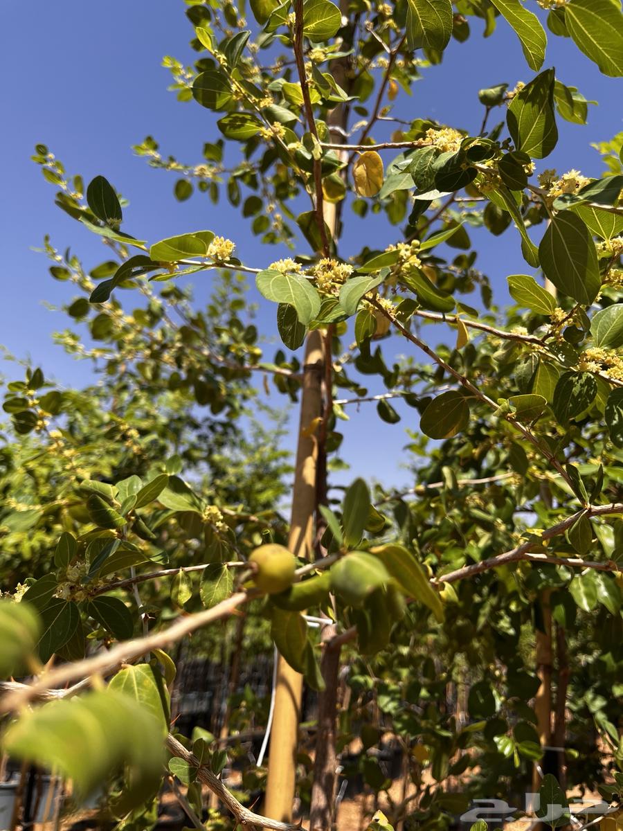 Local Sidr Trees, African Acacia, Other Trees64561740637058114