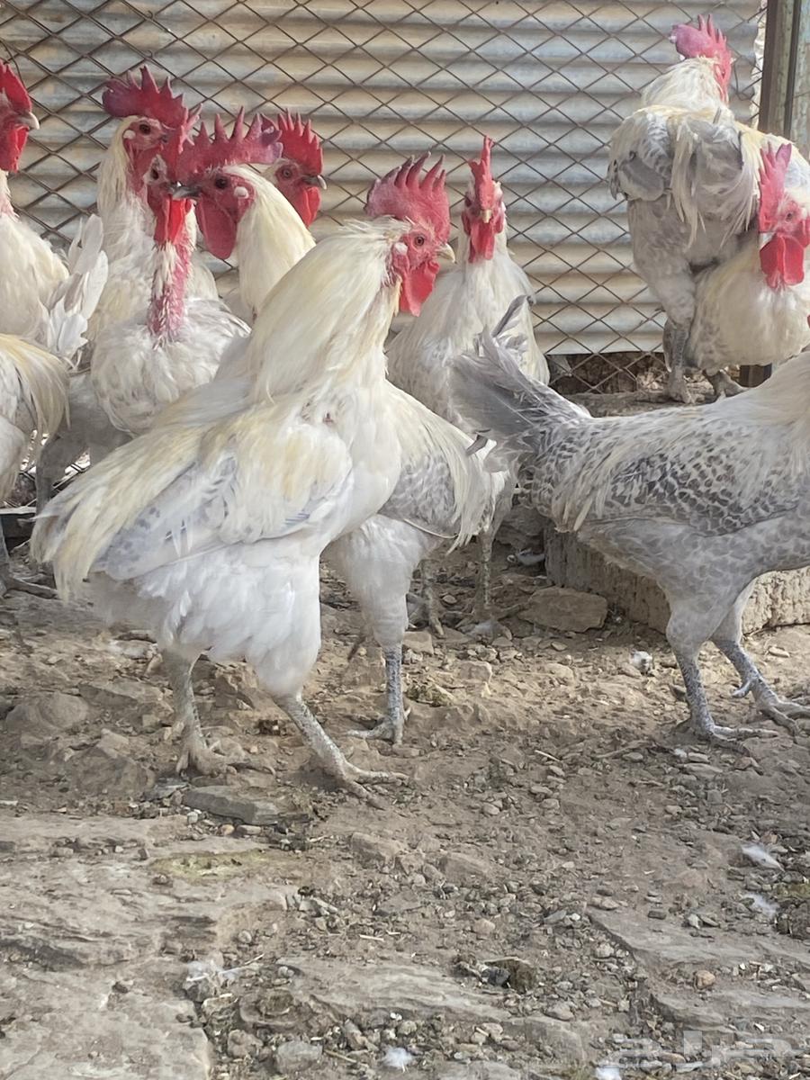 ديوك فيومي مسامير64558003960963112