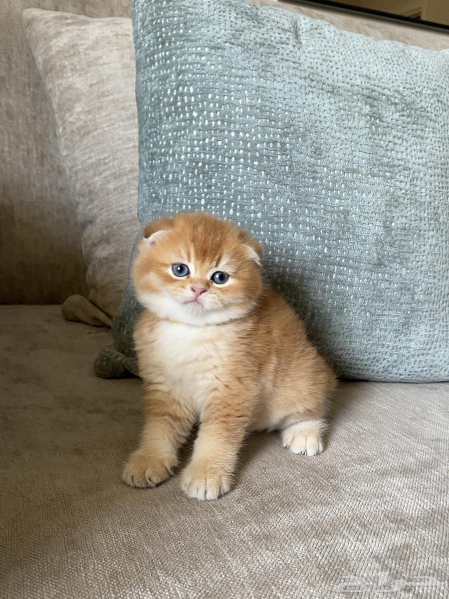 قطط للبيع سكوتش64557810225283113