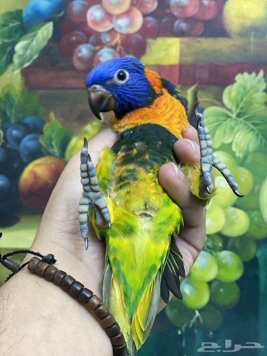 تم البيع فرخ لوري64554160734209113