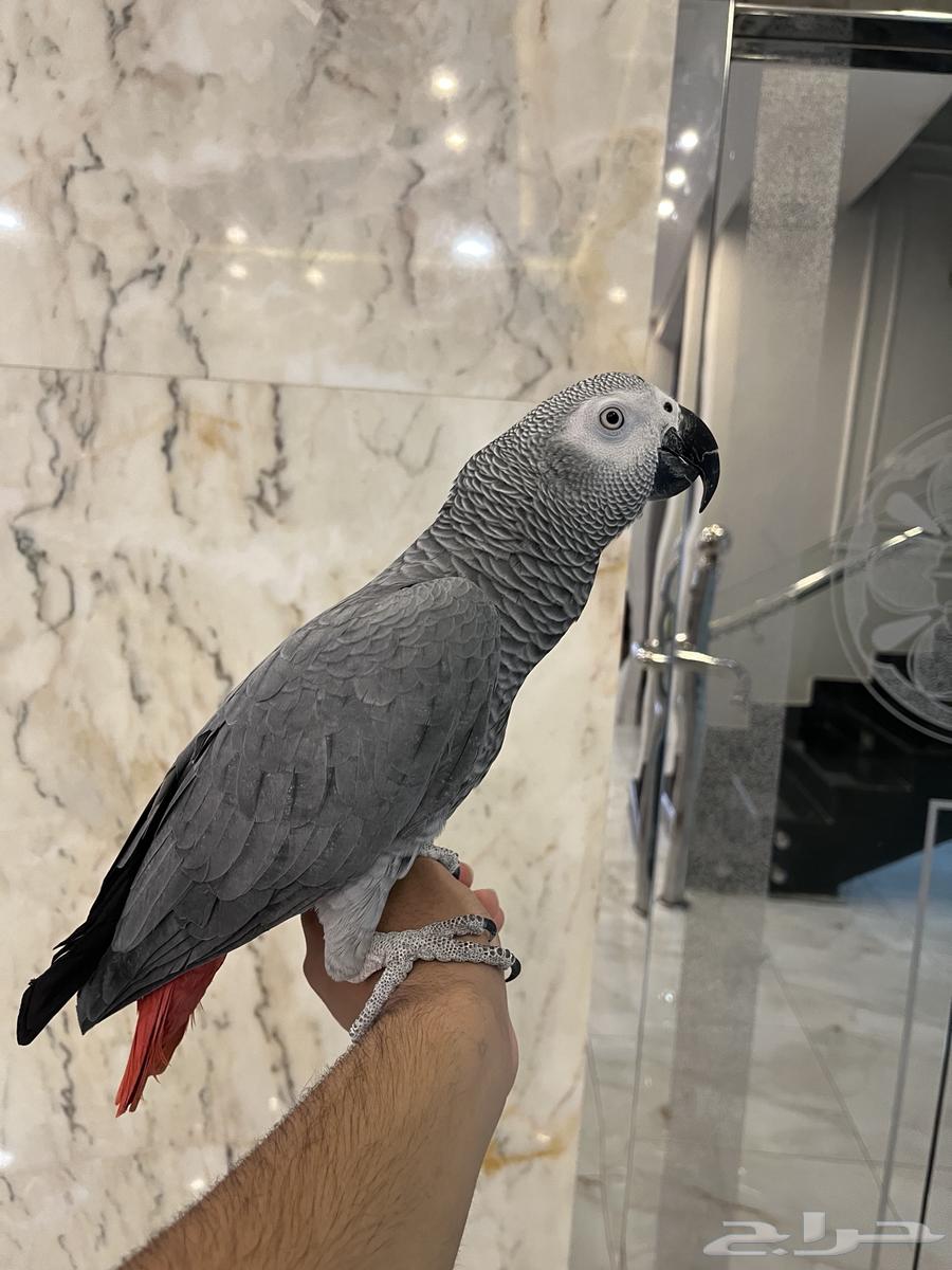 Talking and singing cage bird64558752793602112