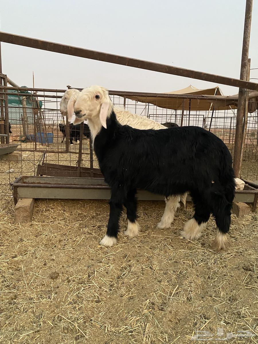 خرفان نجد للبيع64559506206083110