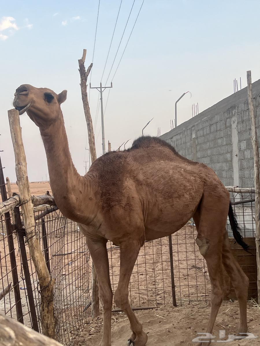 بكره حمراء باتليه64559168536322112