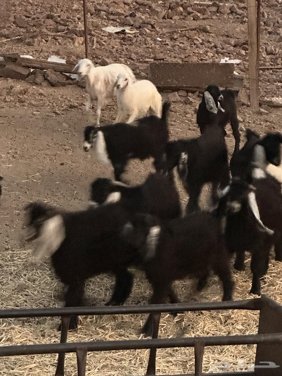 للبيع تيوس عوارض64560782103810112