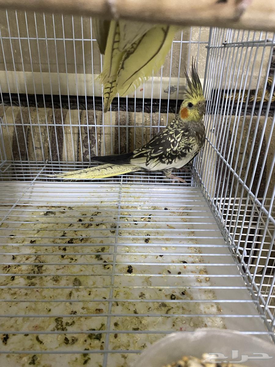 انثى كروان64561559950339111