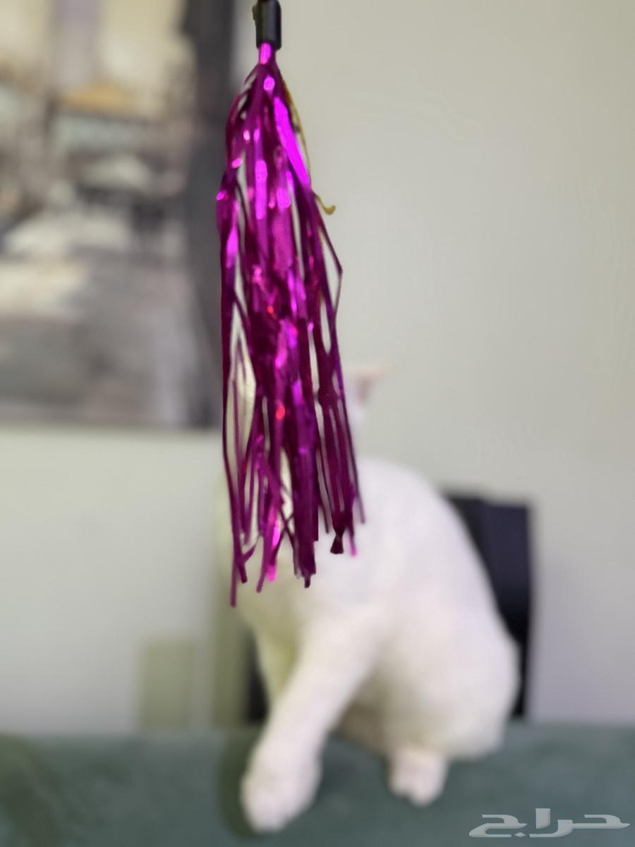 قط سكوتش ستريت أبيض ذكر العمر 7 شهور نشيط ويحب اللعب64561305707265114