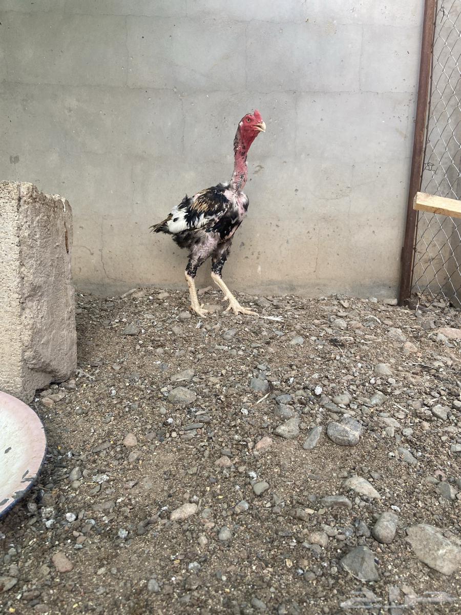 ديك باكستاني64559196326017113