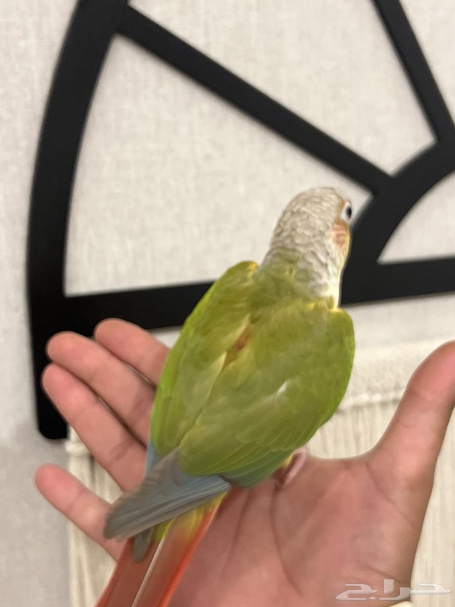 كنيور اناناس رد فاكتور هدد نشبه متكلم بطلاقة جريئ64559463750273113