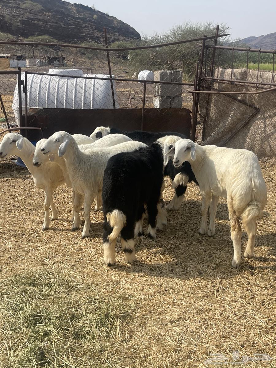 رخال ( تم البيع )64555545939585114