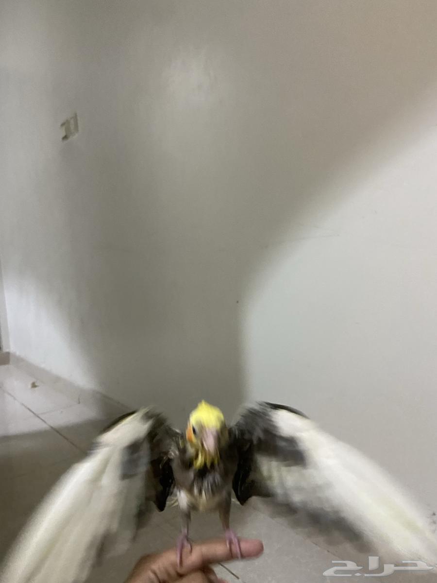 A beautiful semi-weaned crow chick, health be praised, God bless, with all necessities64555871022209113