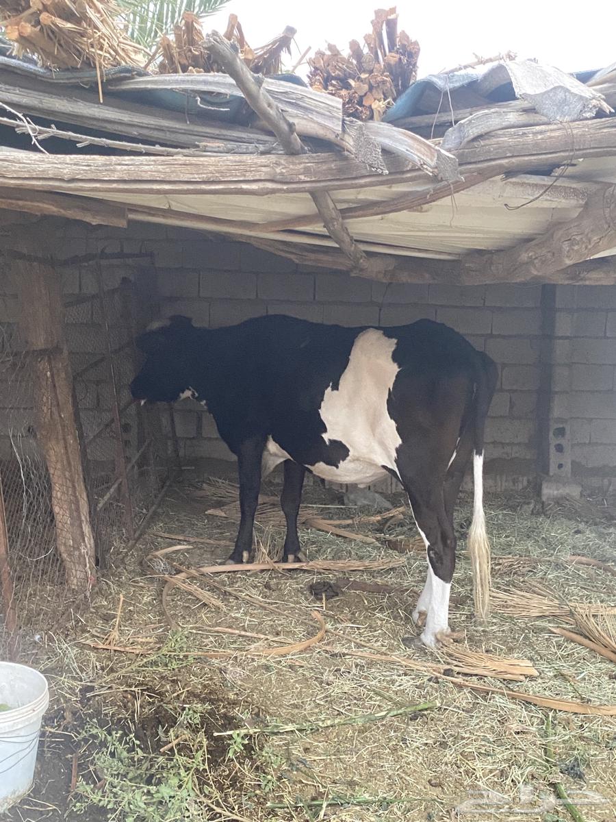 جاموسة و حسيلة للبيع64557685229059111