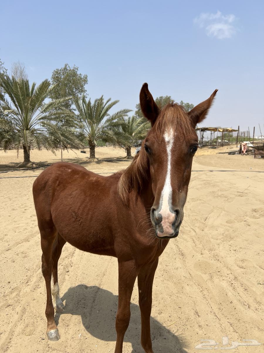 مهره شعبية عمرها 6 شهور تقريبا64542175823619112