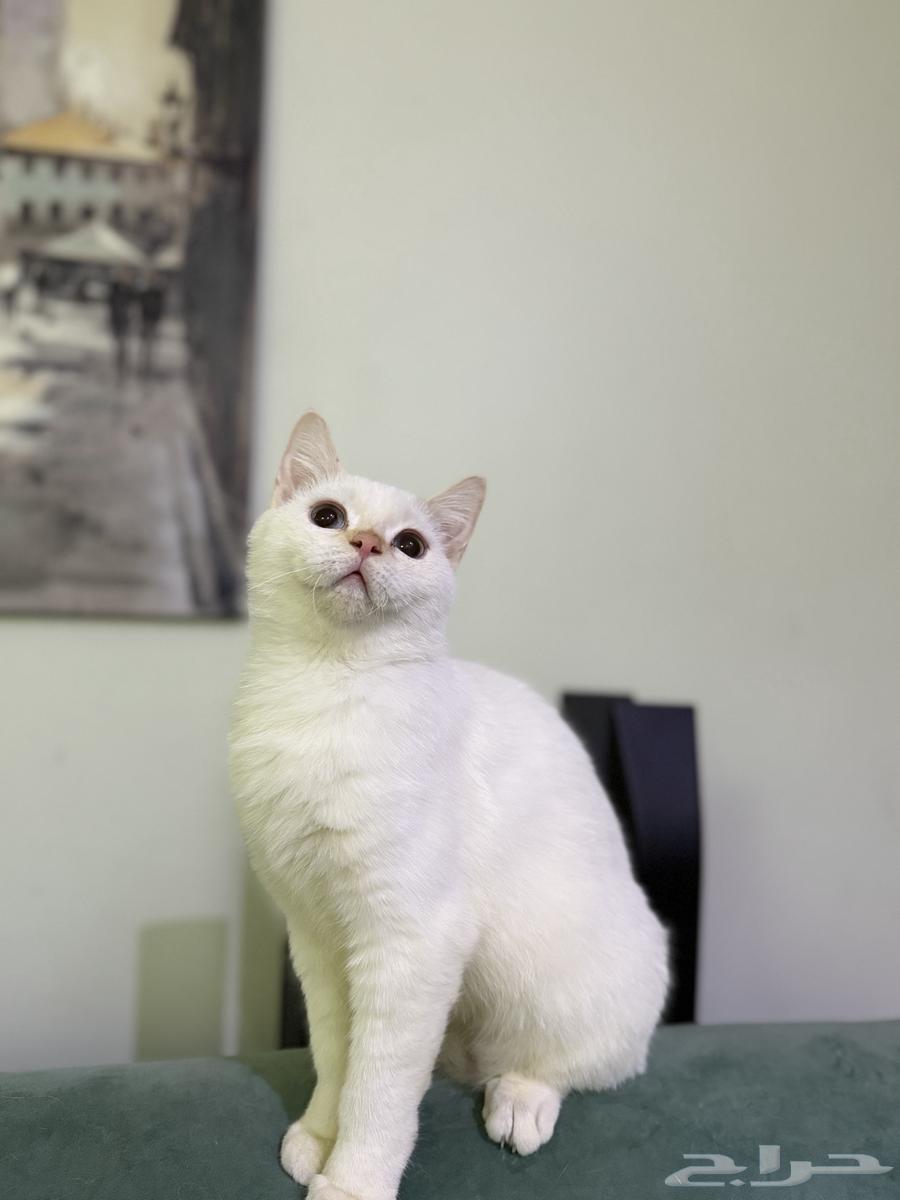 قط سكوتش ستريت أبيض ذكر العمر 7 شهور نشيط ويحب اللعب64561305707265111