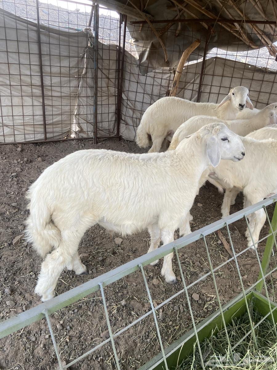 للبيع طليان العدد 1364559238561922111