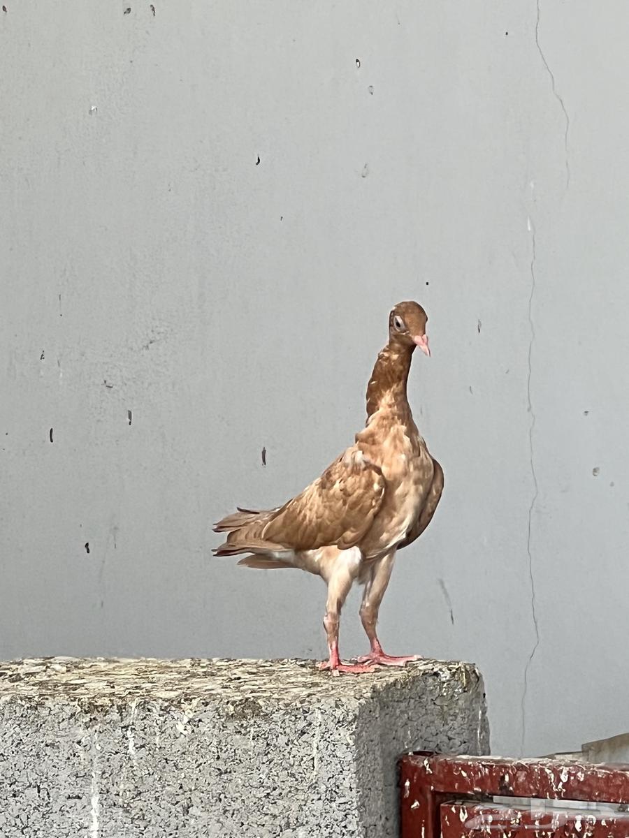 Vibration Shaker Hook64562094851459111