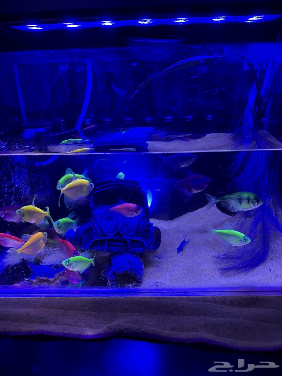 سمك زينه ملون64546314824066111